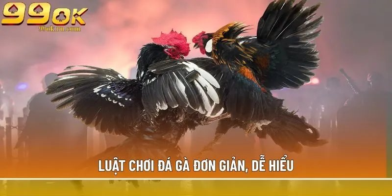 Luật chơi đá gà đơn giản, dễ hiểu